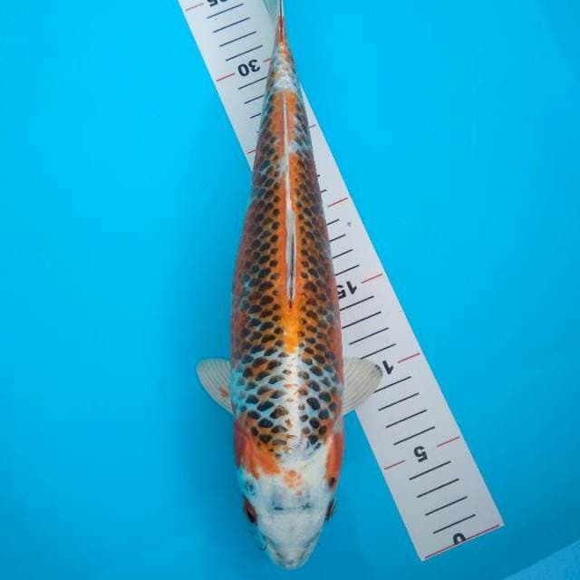 35cm Kujaku male