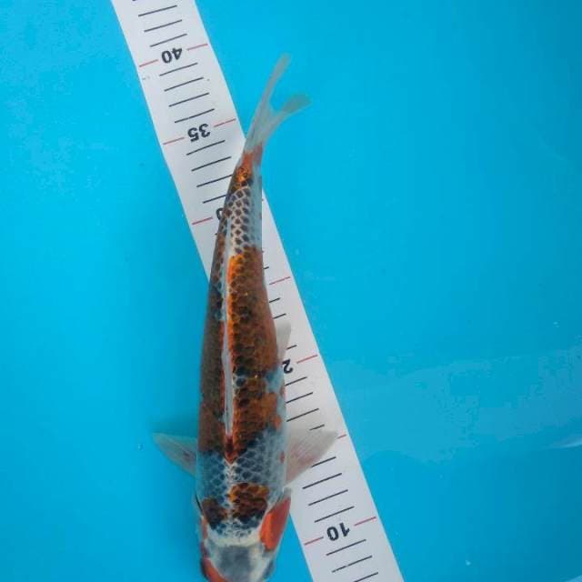 30cm kujaku male