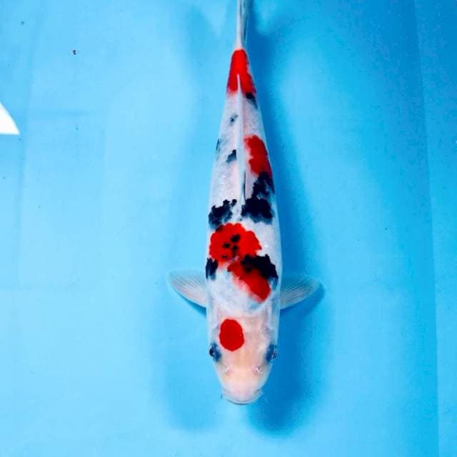 Sanke, 28 cm