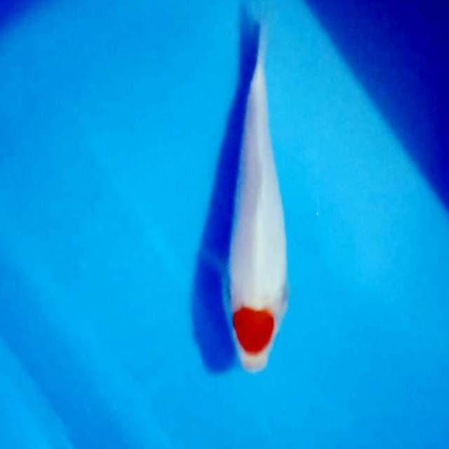 Tancho kohaku 20 cm 