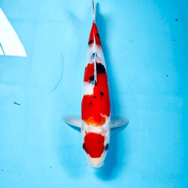 Sanke, 27 cm