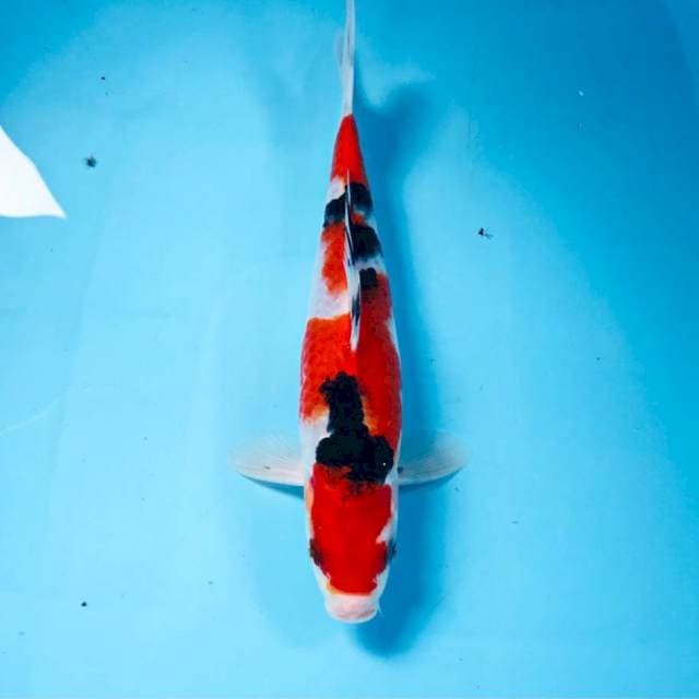 Sanke, 25 cm