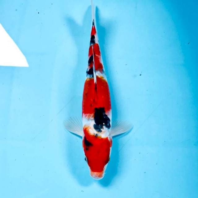 Sanke, 23 cm