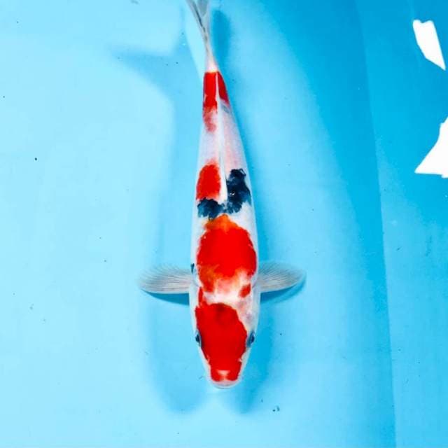 Sanke, 25 cm