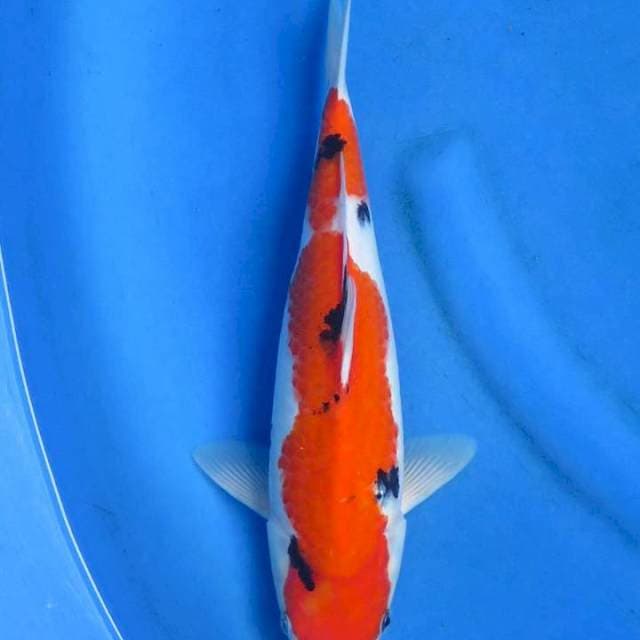 Ori sanke omoyo 34cm
