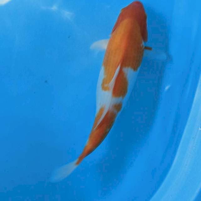 Kohaku