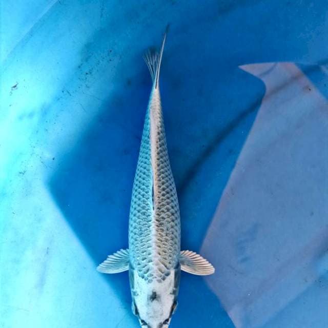 Mukashi silverfox