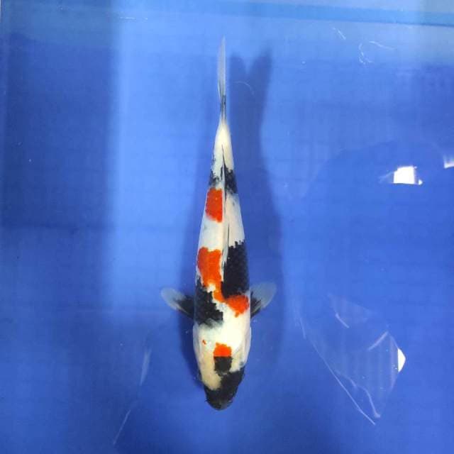 Kindai Showa 38 cm