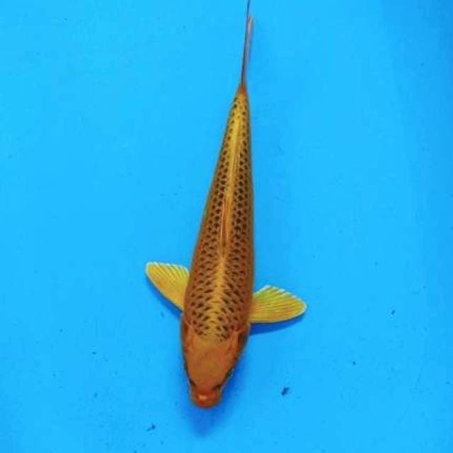MATsuba 35cm
