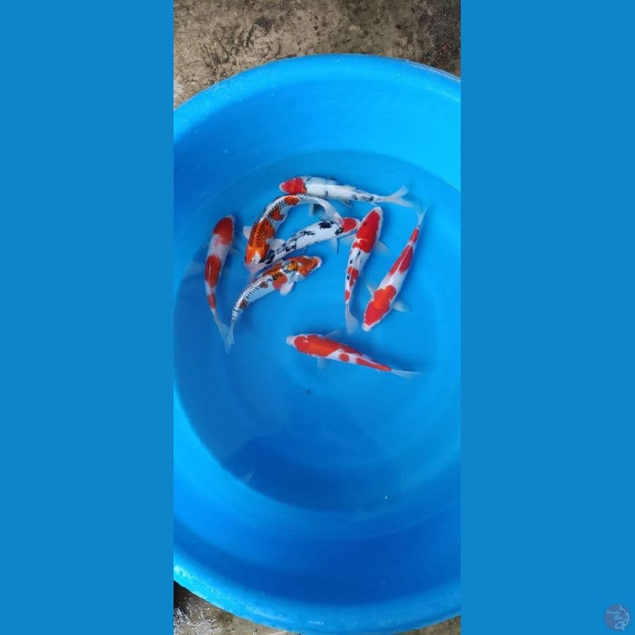 mixed koi 25 27cm 8 ekor