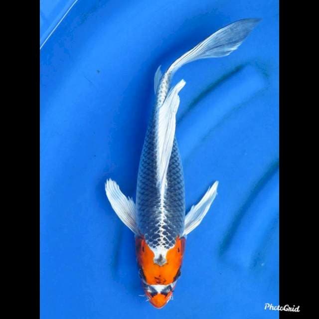 KUMPAY KUJAKU , 40cm 