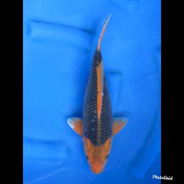 SHORT BODY , 34cm