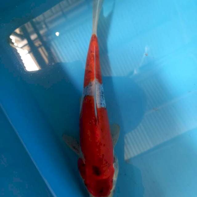 Ghosiki doit 25cm