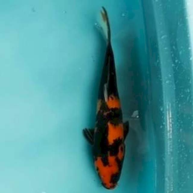 🆕Hi utsuri27cm