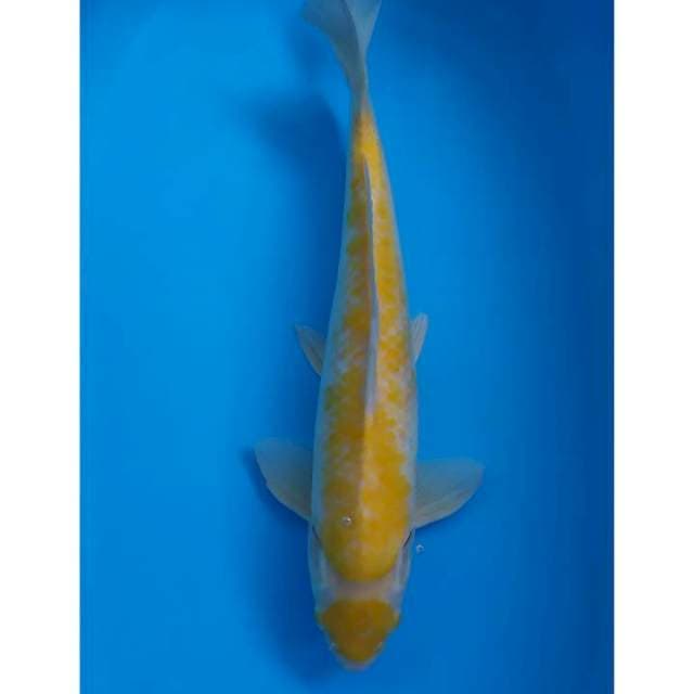 maruten koyo karashi 46 cm MM