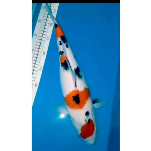 🆕maruten sanke 42cm