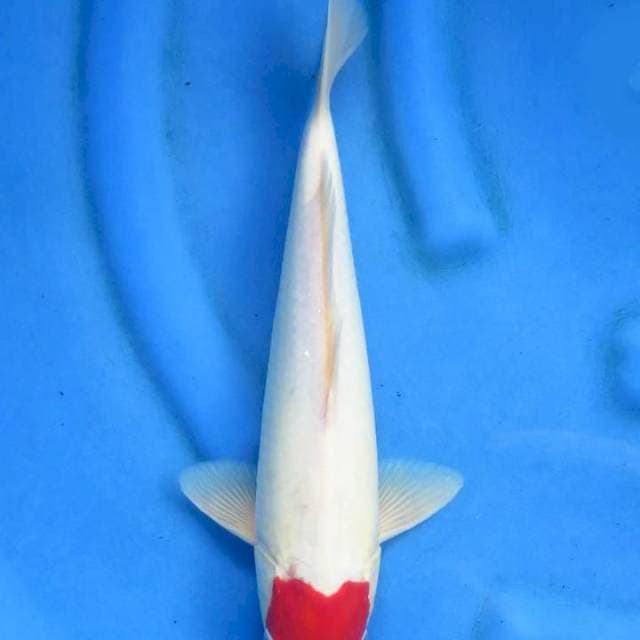 Ori tancho 33cm