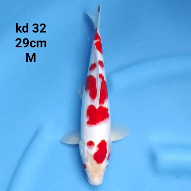 kohaku merah strong