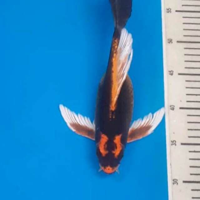 Kumpay Kabuto 30bu 🤩