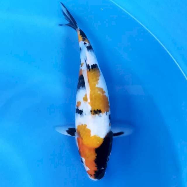 Rare Ki Showa 25 cm