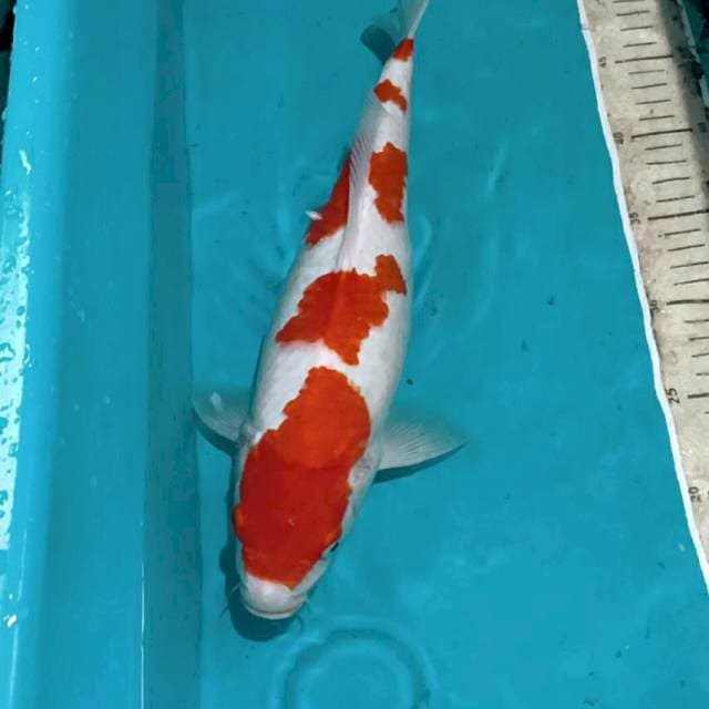 Kohaku 36 Cm