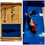 Isa kindai Showa