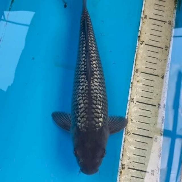 Black diamond 30cm