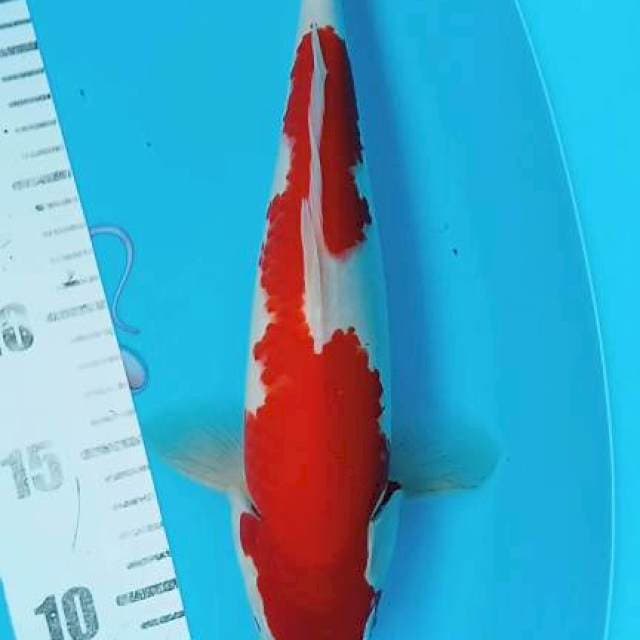 Kohaku 30cm