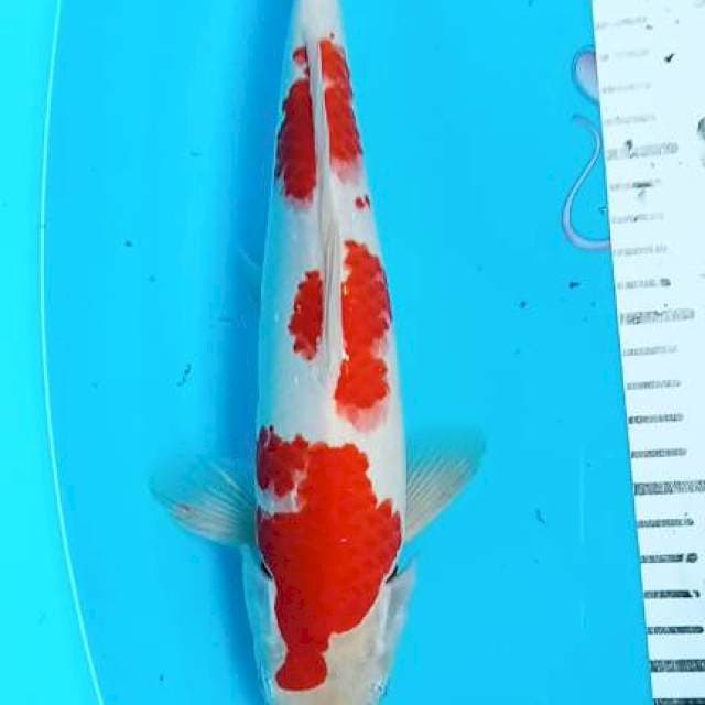 Kohaku 30cm