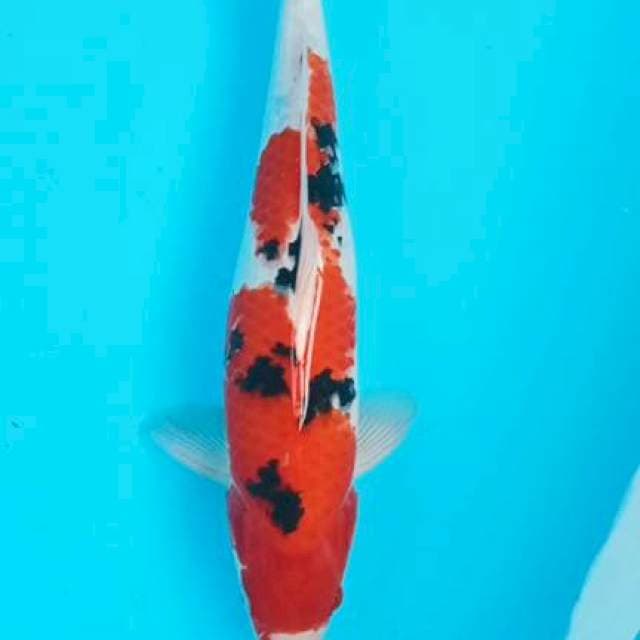 Sangke 37cm