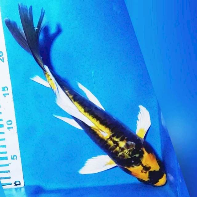 Kumpay Kabuto 32cm 