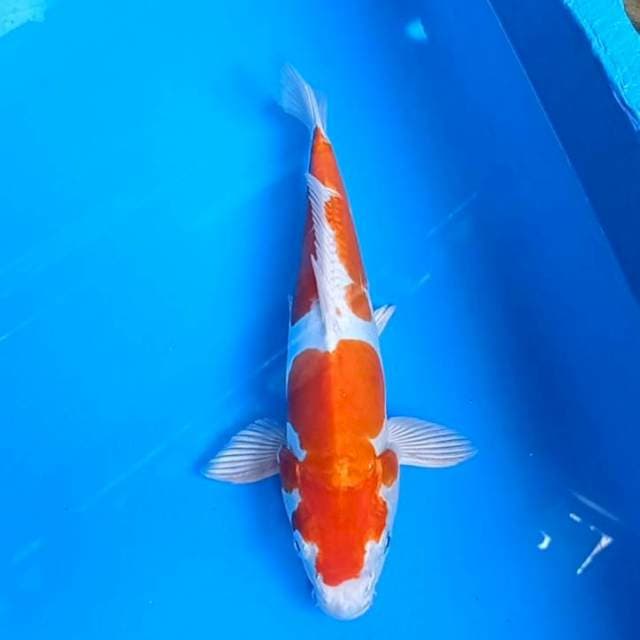 Kohaku doits 32 cm Ori strong