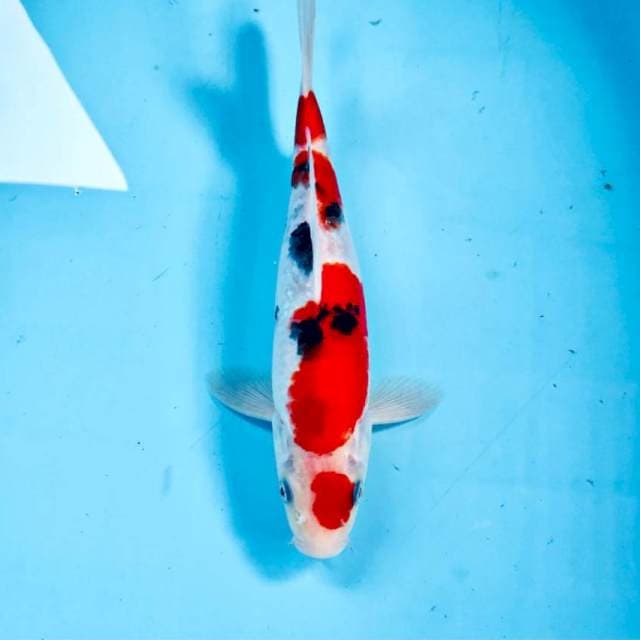 Sanke, 25 cm