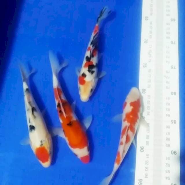 🆕A1 -kohaku sanke 4ekr/20cm