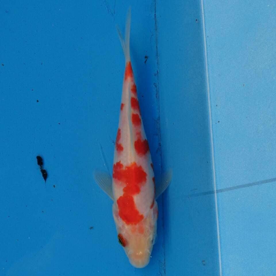 Kohaku Sakura F1