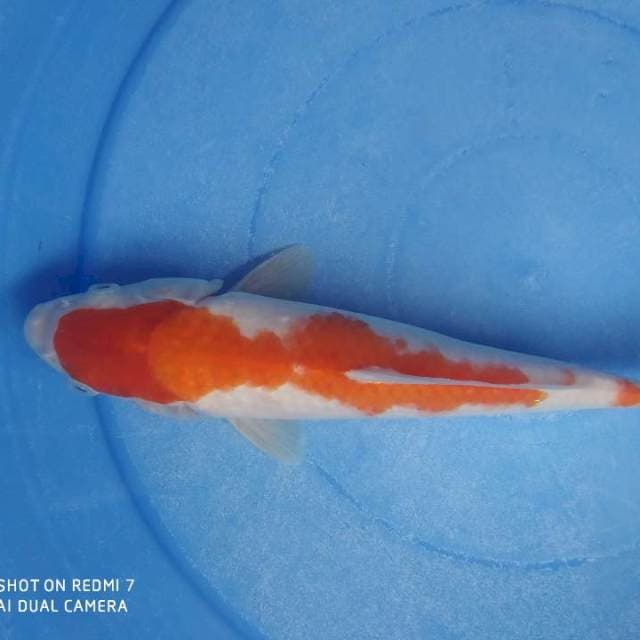 Kohaku