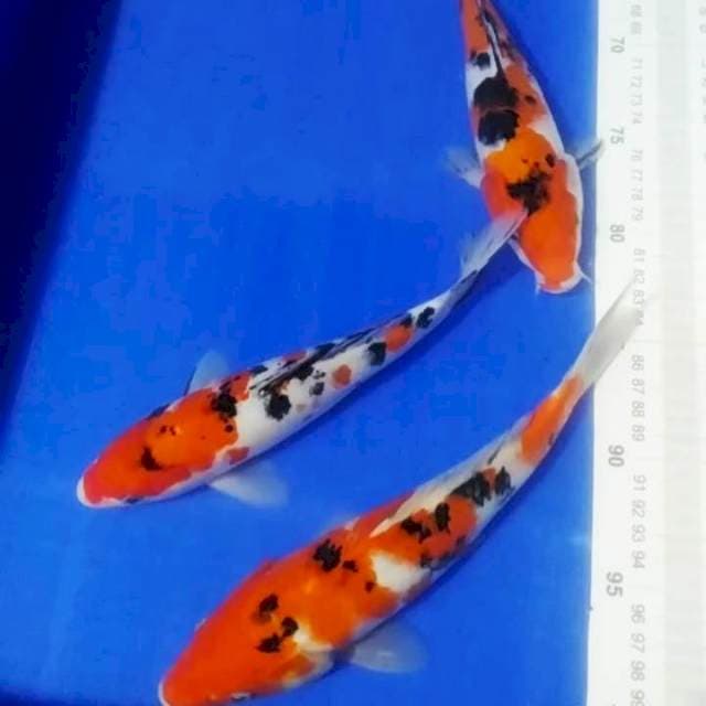 🆕A2_kohaku sanke 3ekr/25_26cm