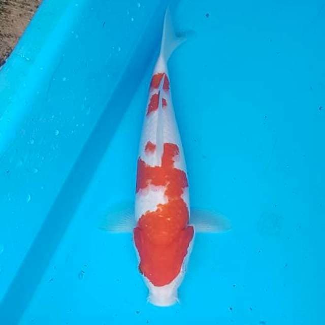 Kohaku