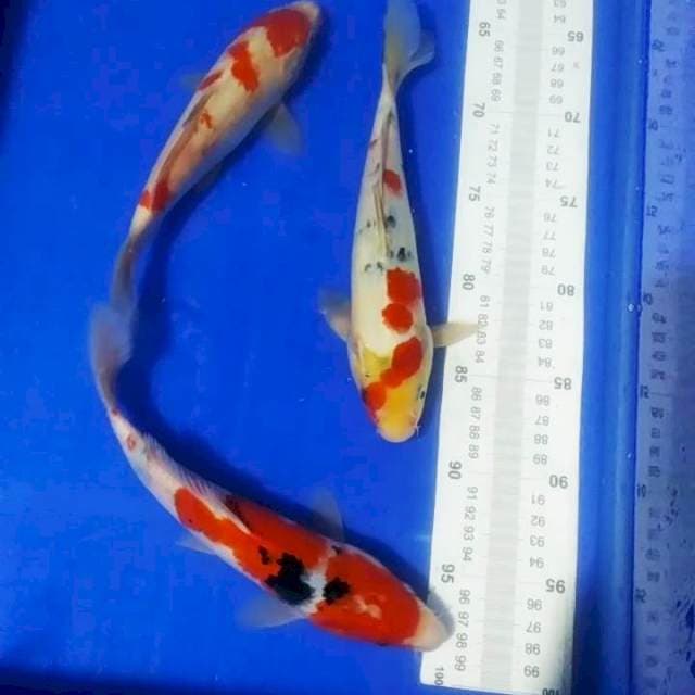🆕B2_sanke 3ekr/25_27cm