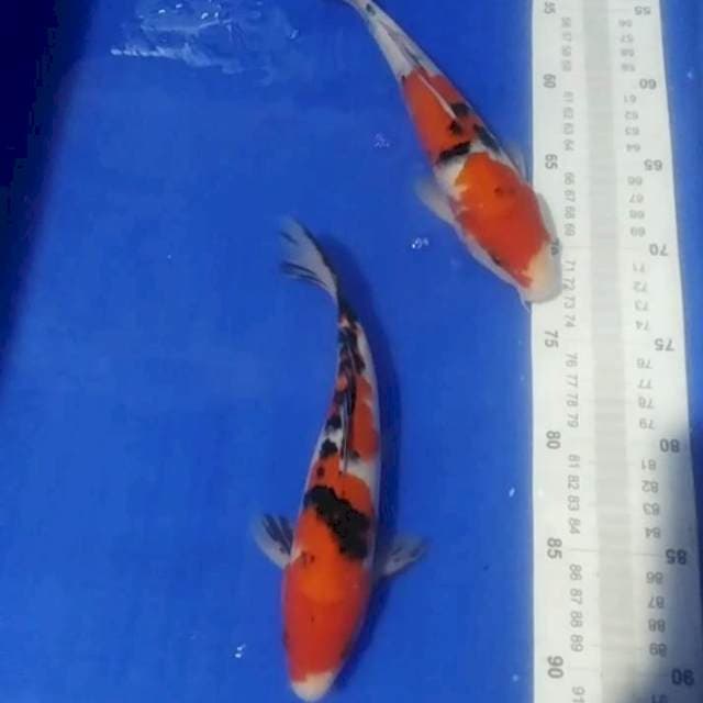 🆕B3_sanke 2ekr/24_25cm