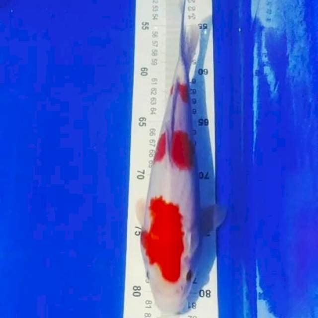 🆕B5_kohaku 3 step 27cm