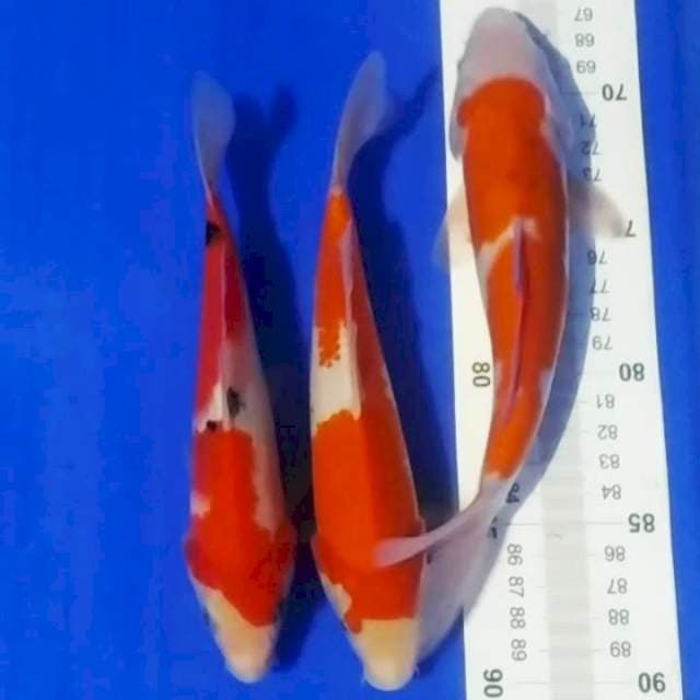 🆕B6_kohaku sanke 3ekr/20_23cm