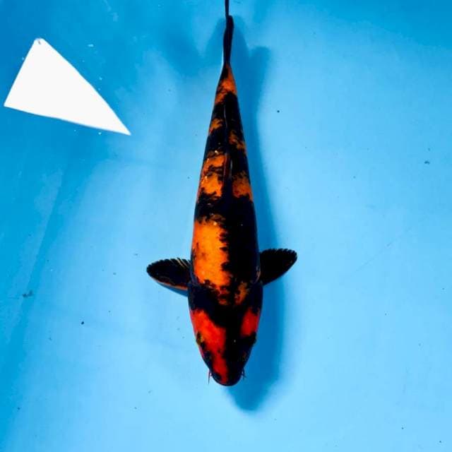 Hi Utsuri, 25 cm