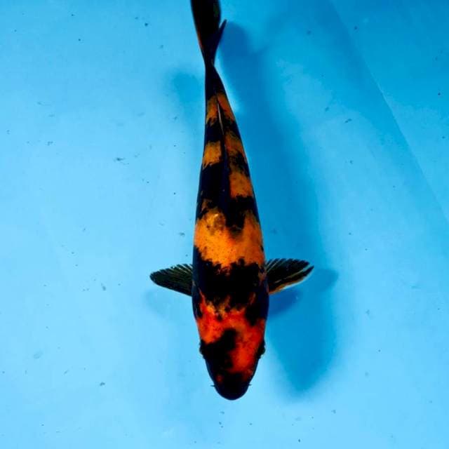 Hi Utsuri, 23 cm