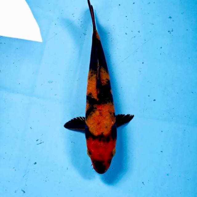 Hi Utsuri, 23 cm
