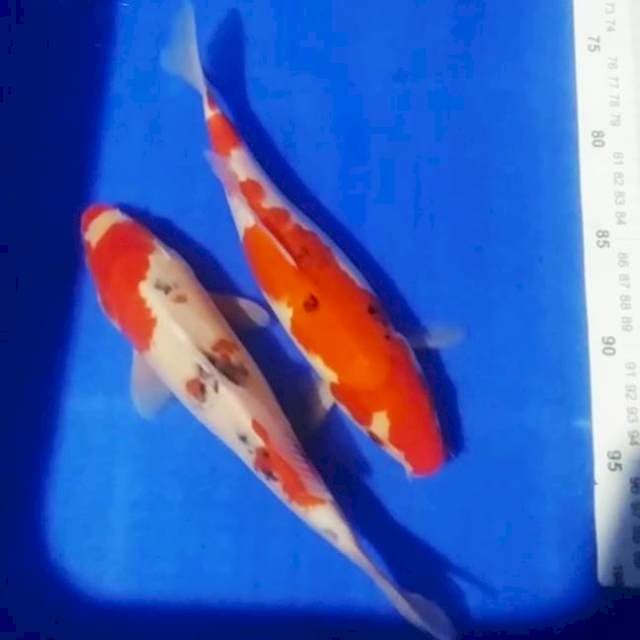 🆕C1_ sanke 2ekr/25cm