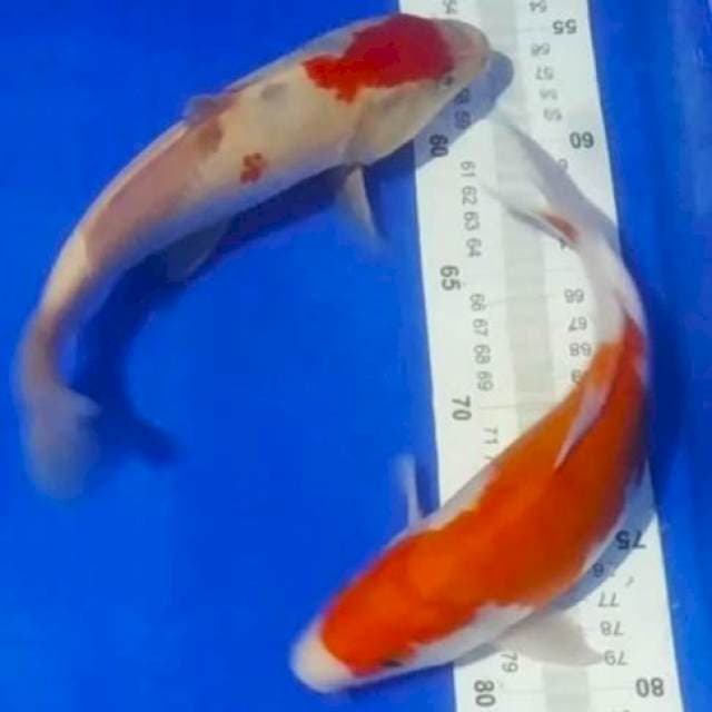 🆕C5_sanke 2ekr/25, 26cm