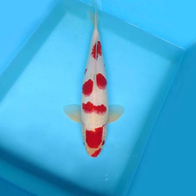 BANZAI 15 ~ SAKURA KOHAKU,-