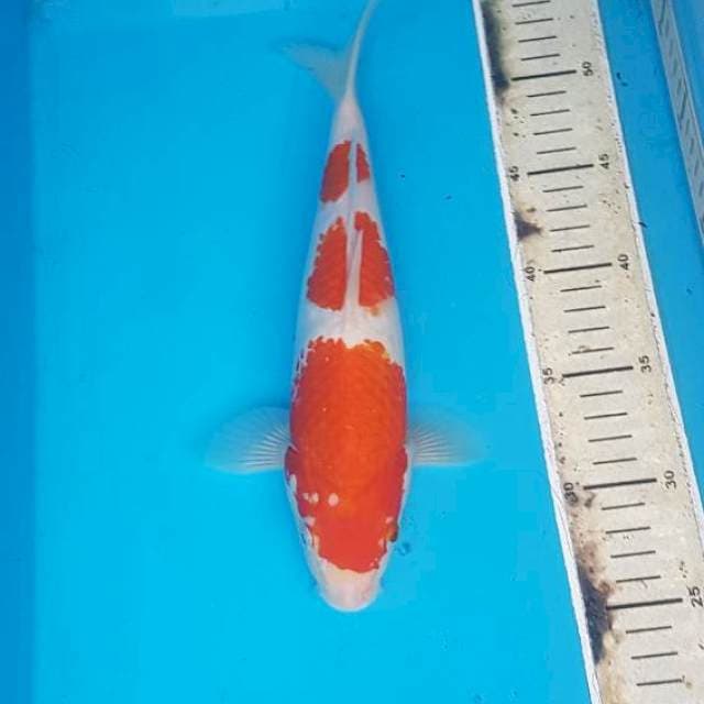 Kohaku 3 step