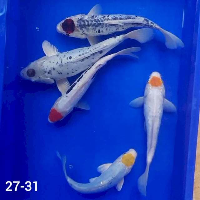 PAKET TANCHO 27-31